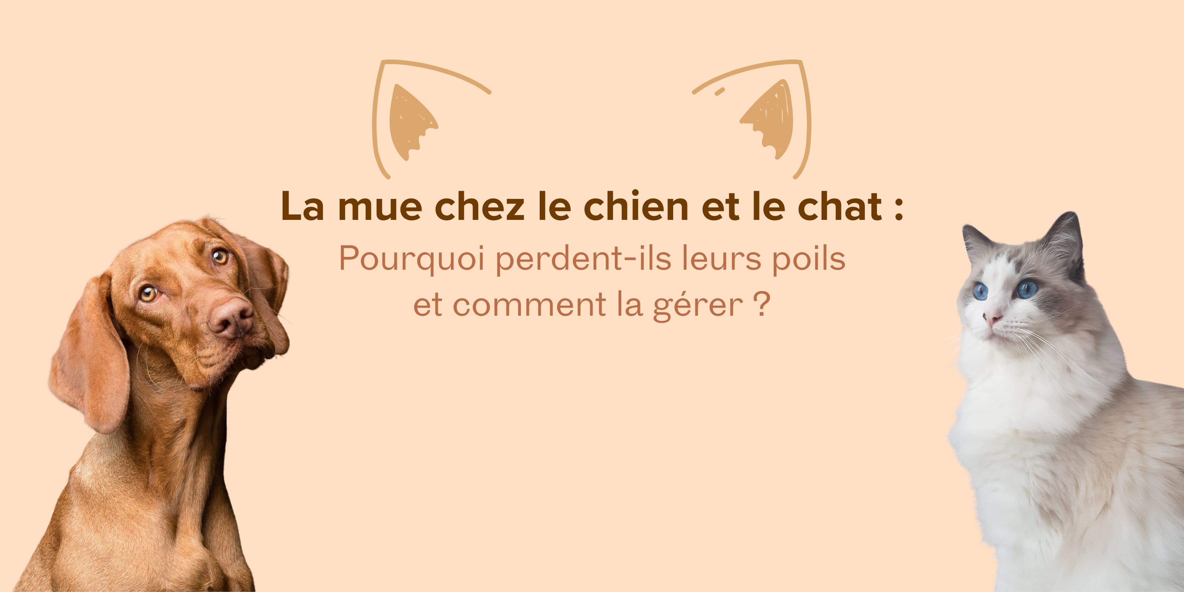 La mue chez le chien et le chat : pourquoi perdent-ils leurs poils et comment la gérer ?